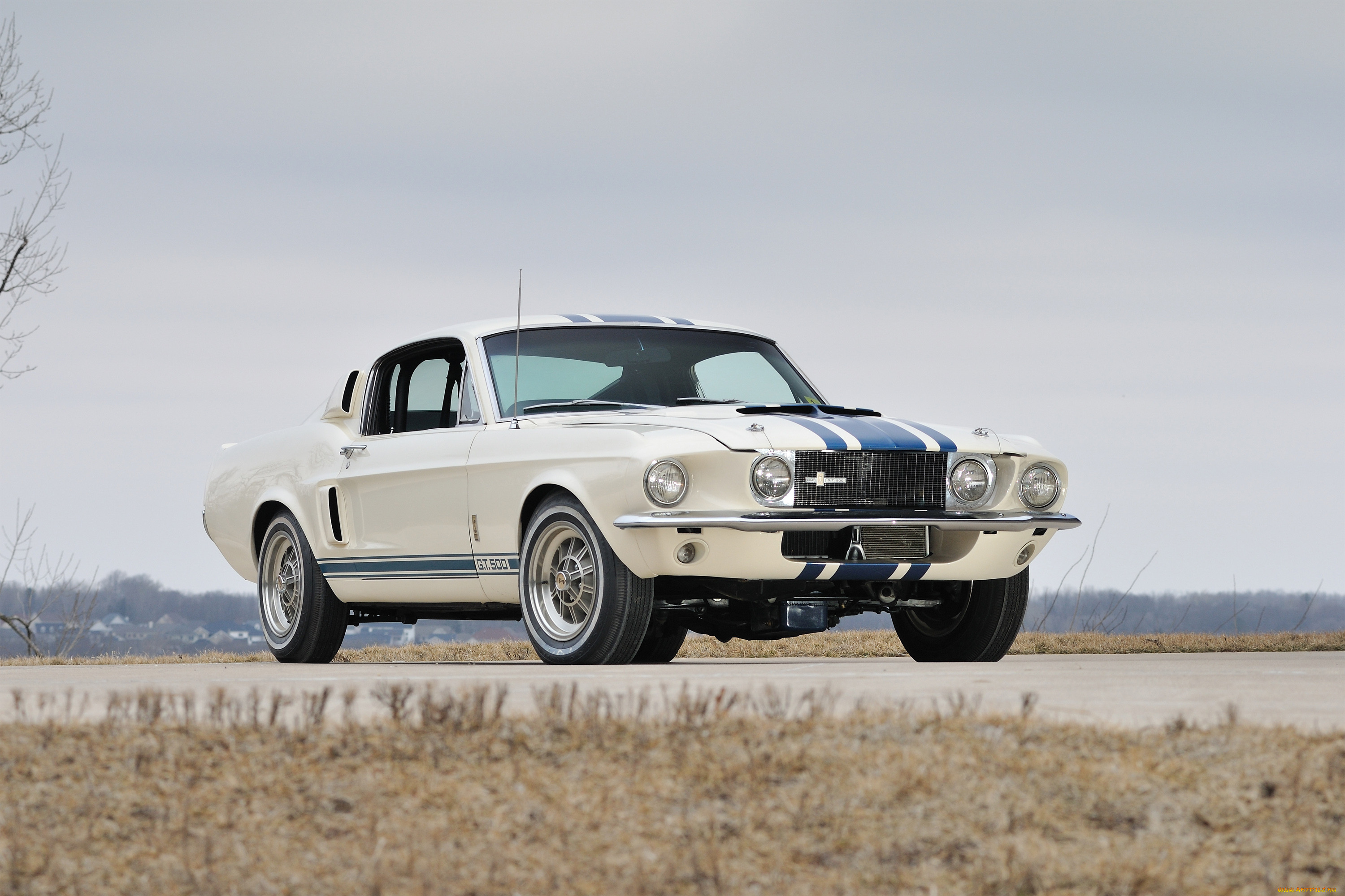 , mustang